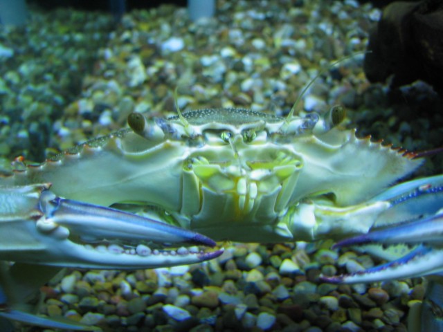 Maryland Blue Crab