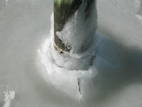 Thick ice around piling